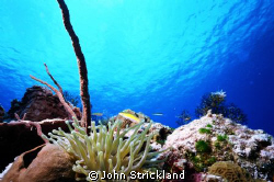 nikonos 15mm cozumel by John Strickland 